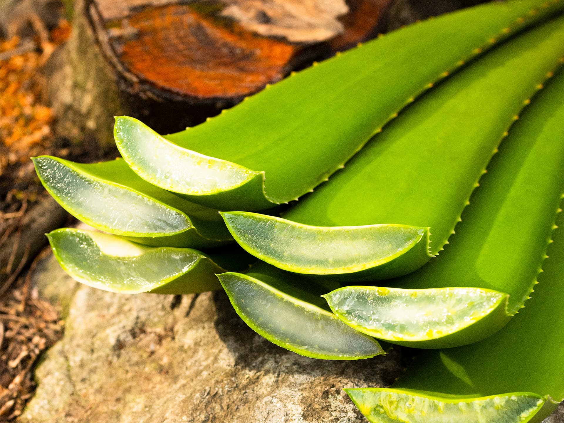 蘆薈 ALOE
