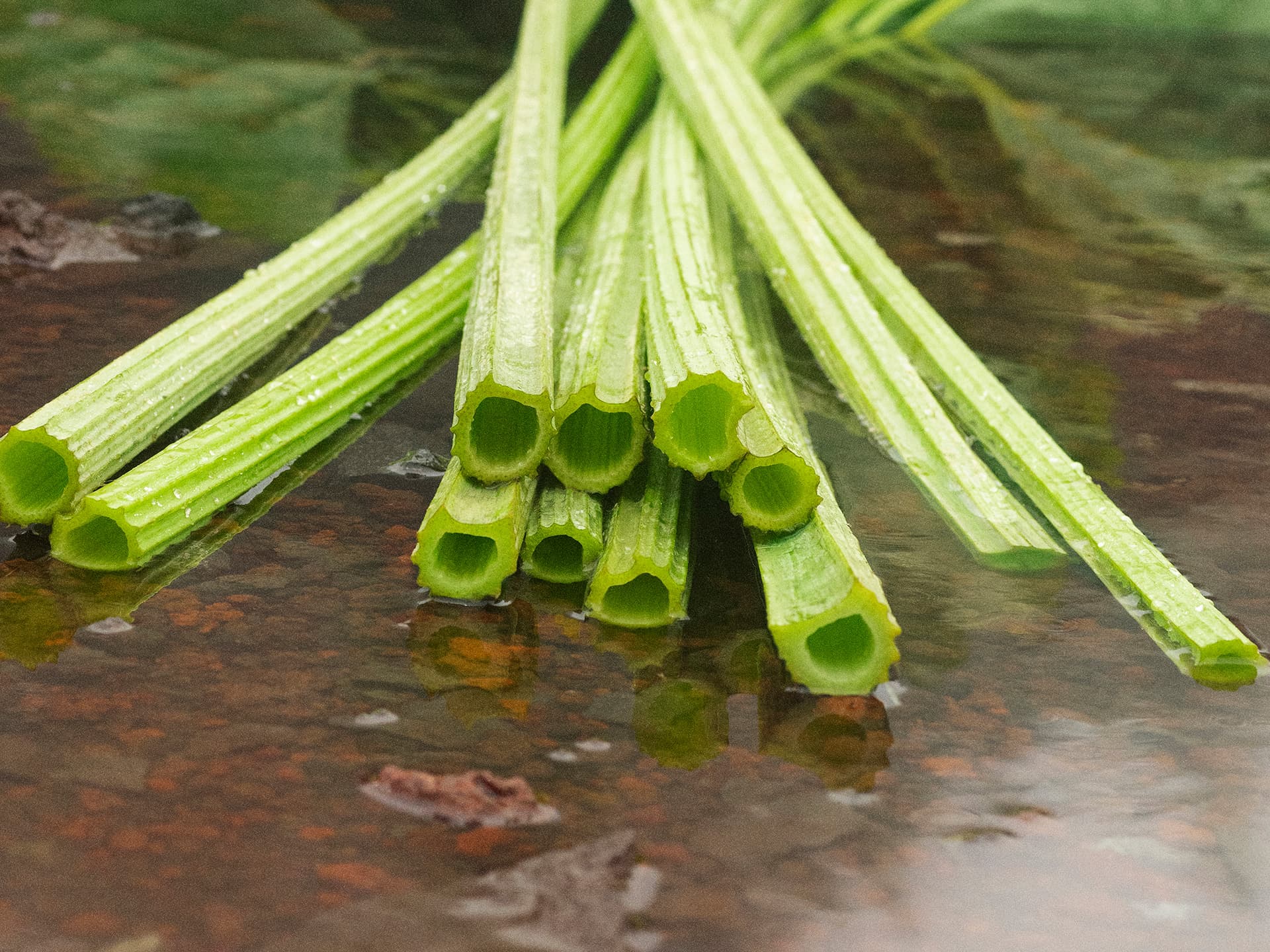 冬花 BUTTERBUR