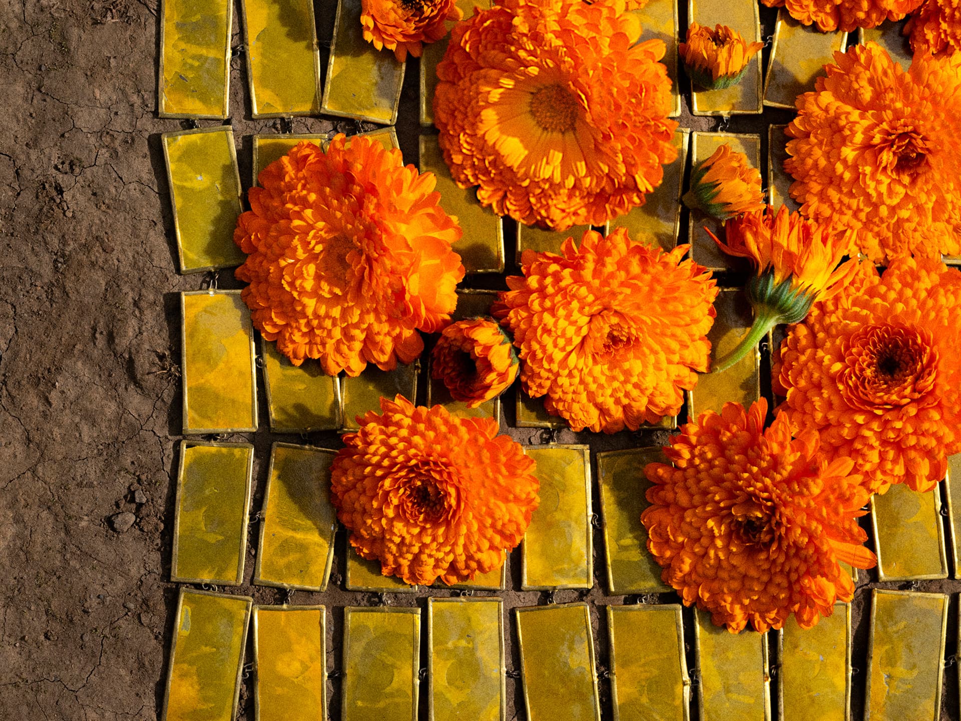 金盞花 CALENDULA