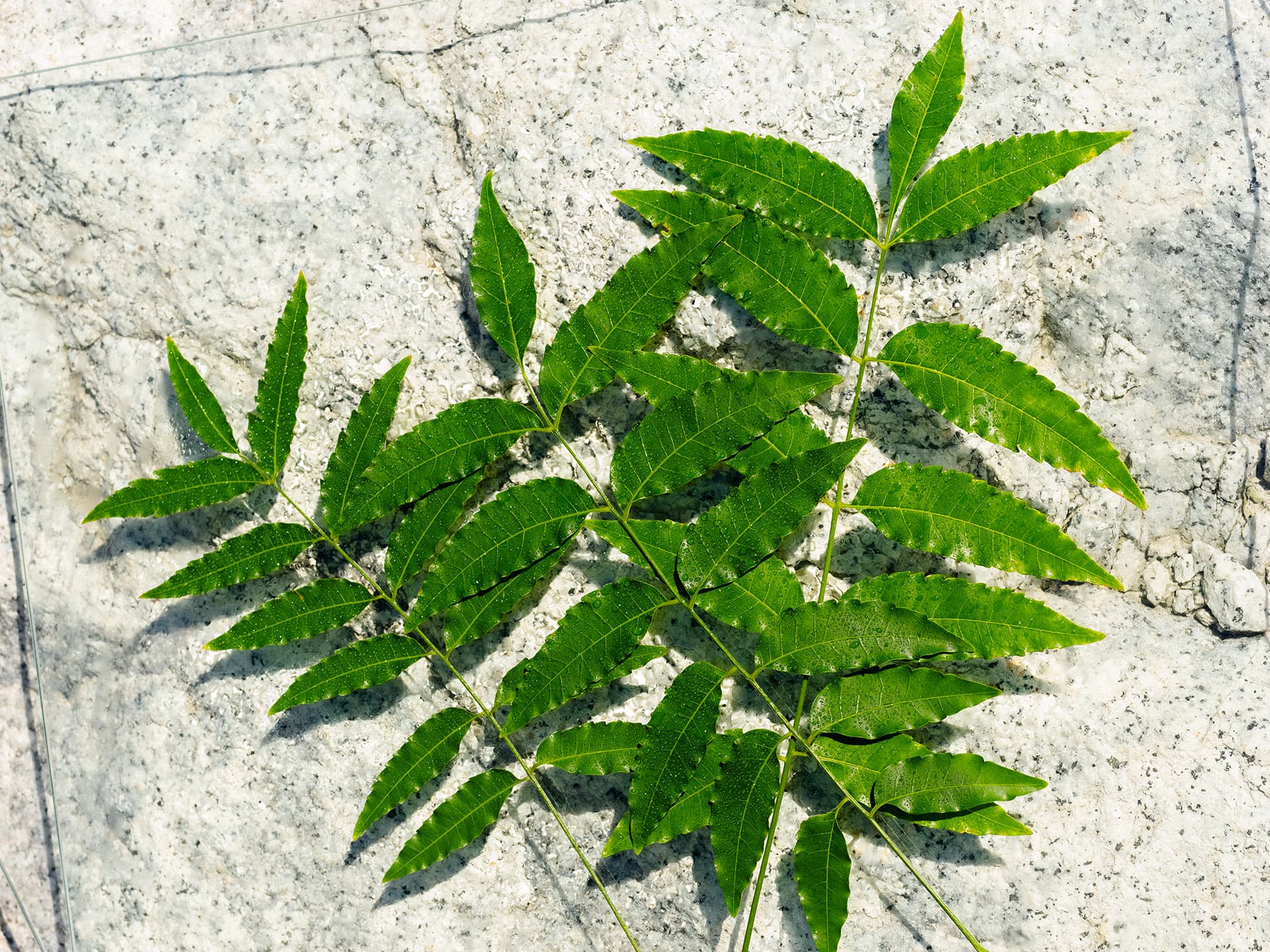 苦楝樹 NEEM
