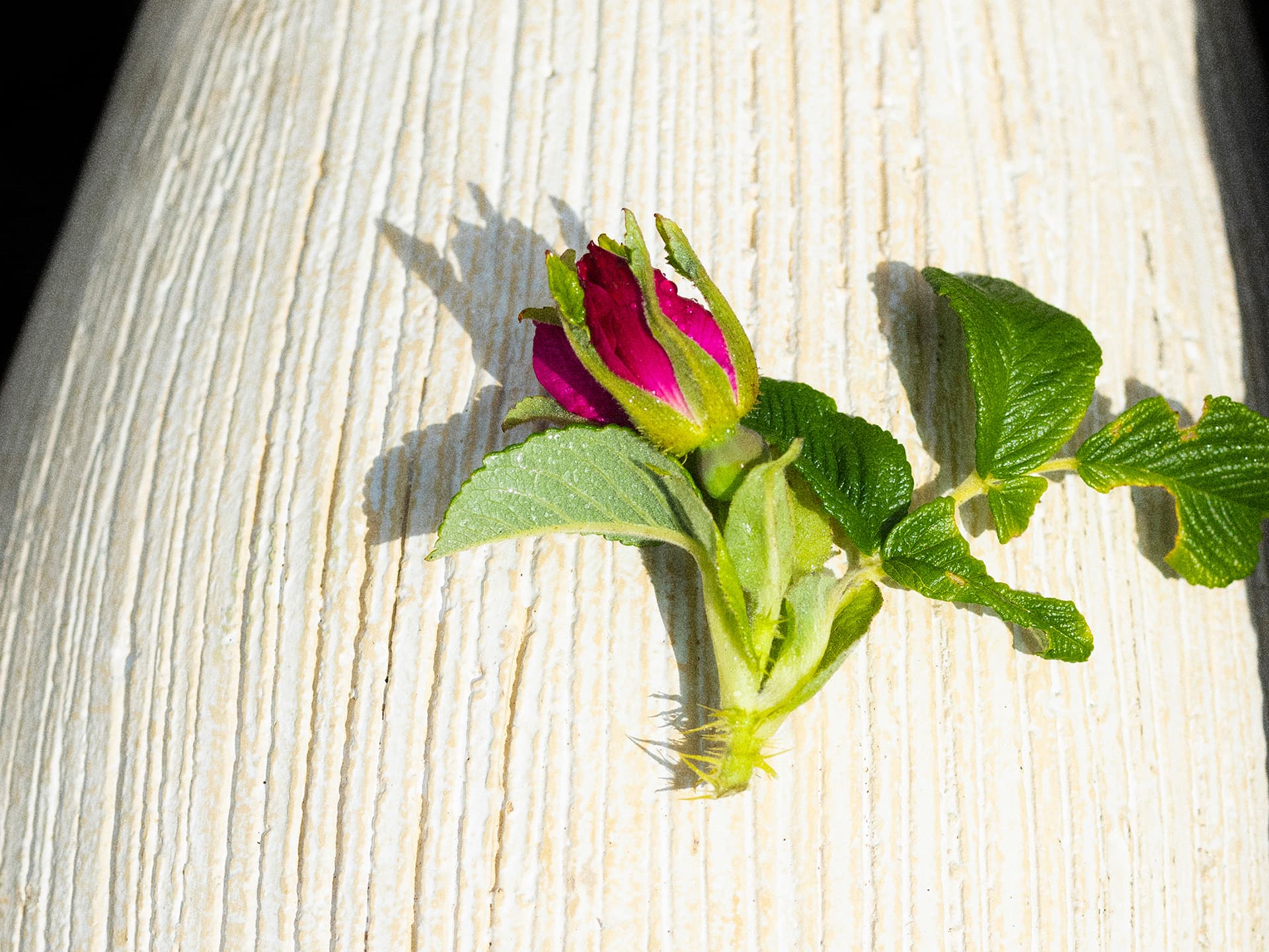 玫瑰 RUGOSA ROSE