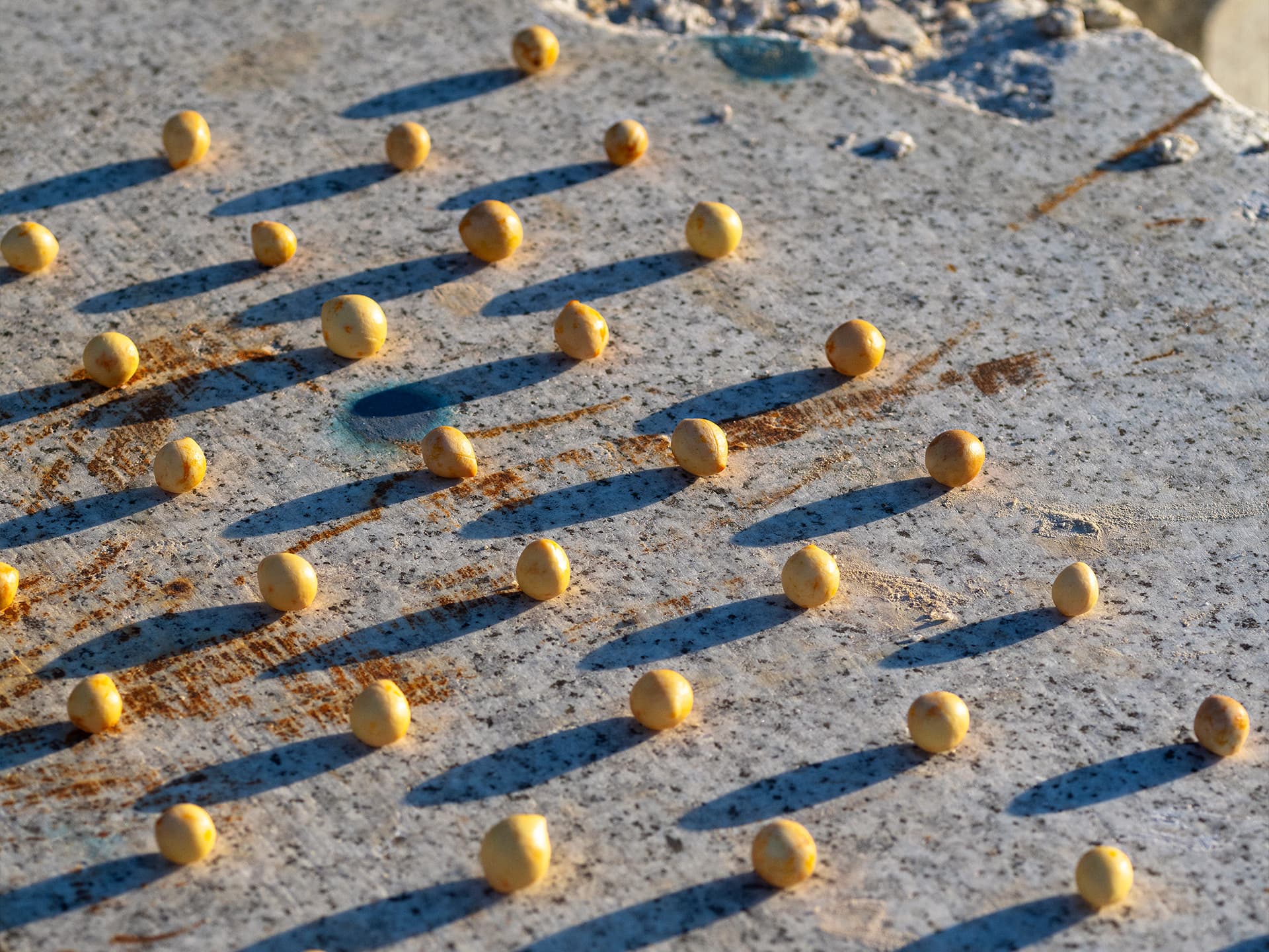 海棠 TAMANU